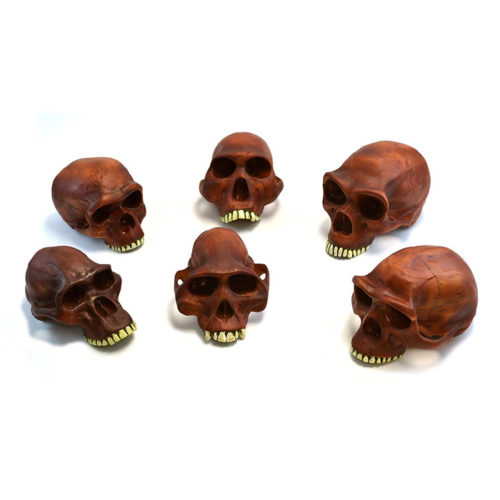 Eisco Labs 10" Prehistoric Skull Replicas Set of 6